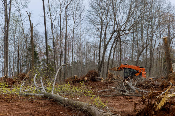 How Our Tree Care Process Works  in  Griggsville, IL